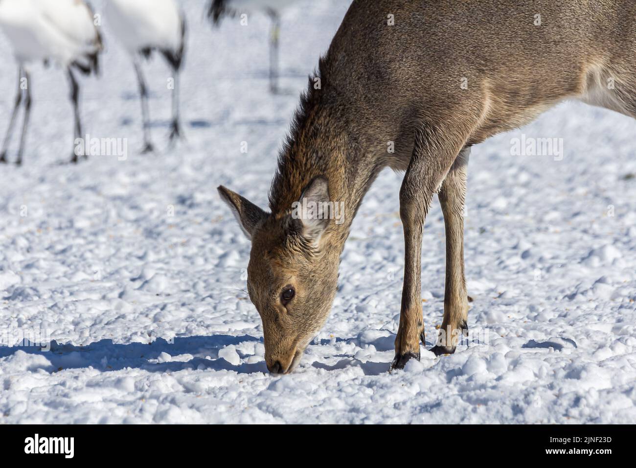 A closeup of a cute little Yezo sika deer picking at the snowy ground in an icy wilderness with white birds around it Stock Photo