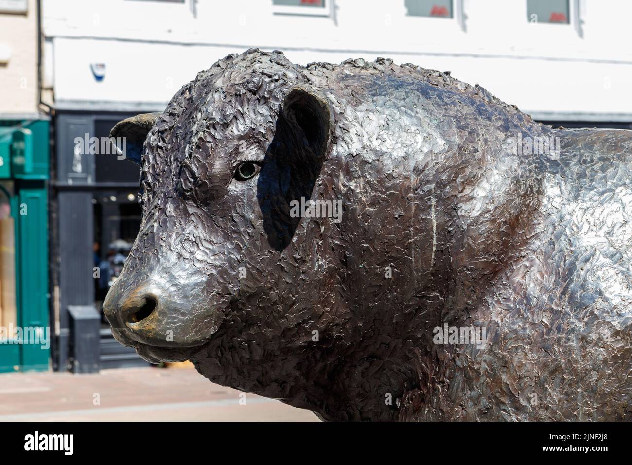 The Hereford bull sculpture in Hereford city centre Stock Photo Alamy
