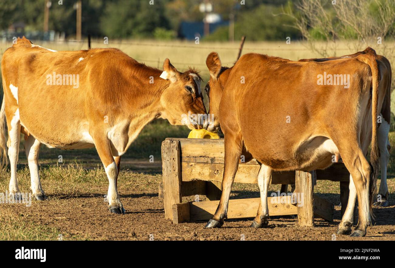 2 cows licking a salt lick Stock Photo Alamy