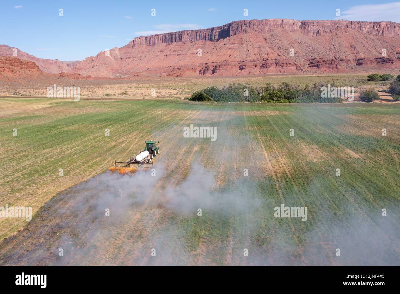 A tractor pulling a propane burner burns weeds in an hayfield after cutting the alfalfa on a ranch in Utah. Stock Photo