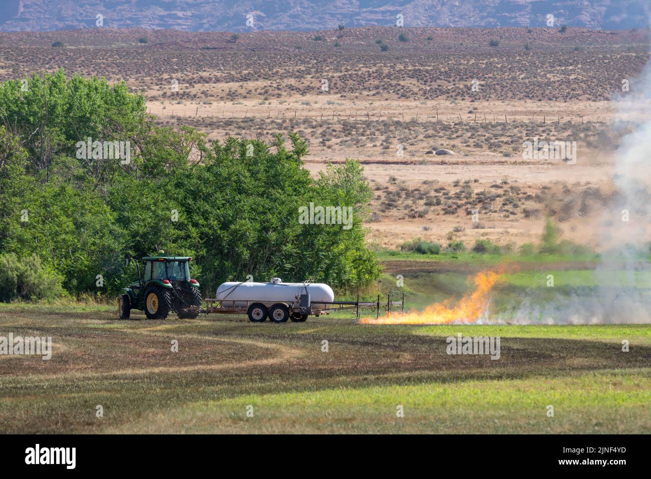 A tractor pulling a propane burner burns weeds in an hayfield after