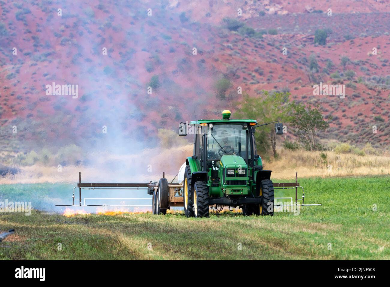 A tractor pulling a propane burner burns weeds in an hayfield after