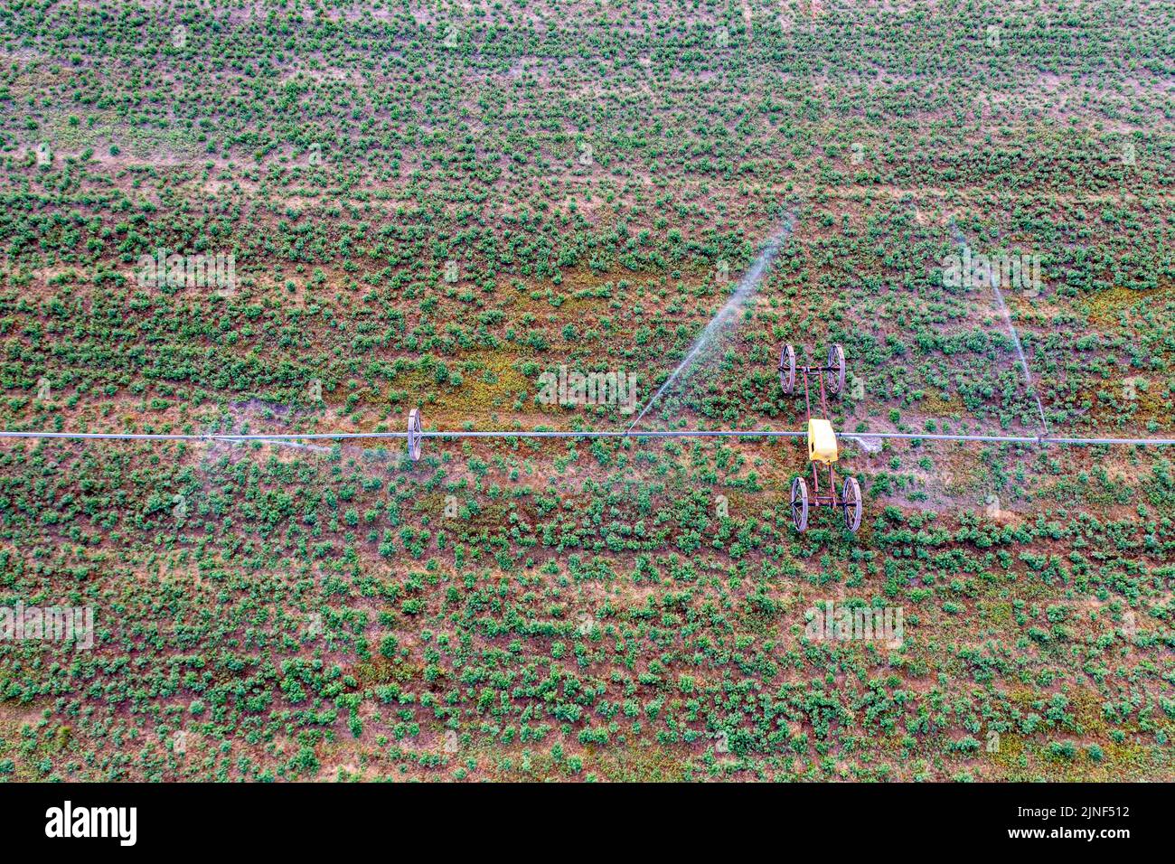 Aerial view of a wheel line or sideroll irrigation system watering a