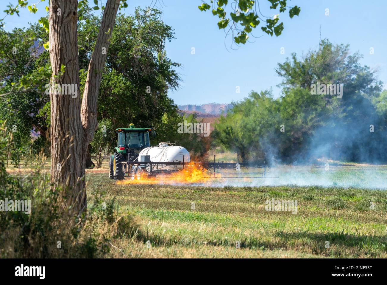 A tractor pulling a propane burner burns weeds in an hayfield after