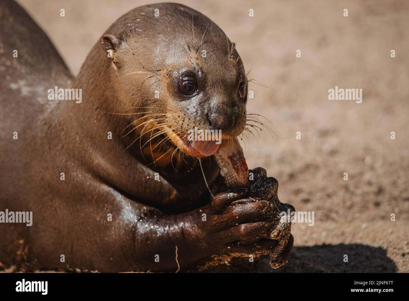 Giant otter eating fish hi-res stock photography and images - Alamy