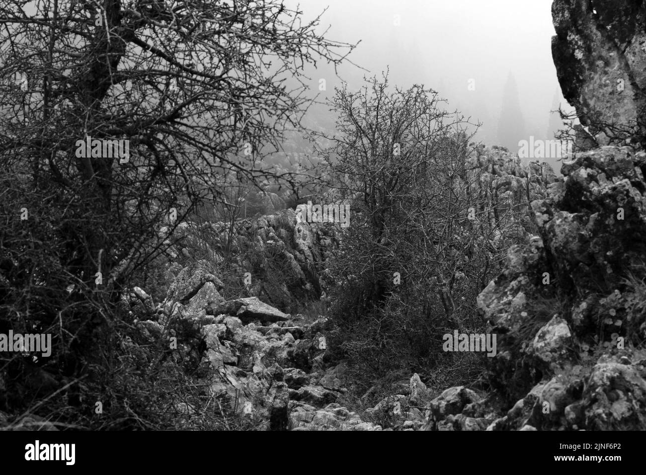 beautiful nature scenery black and white Stock Photo - Alamy