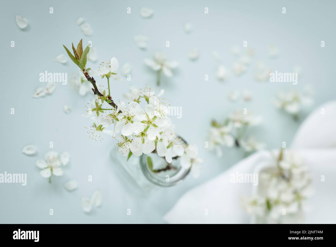 White Cherry Blossom in glass vase Stock Photo