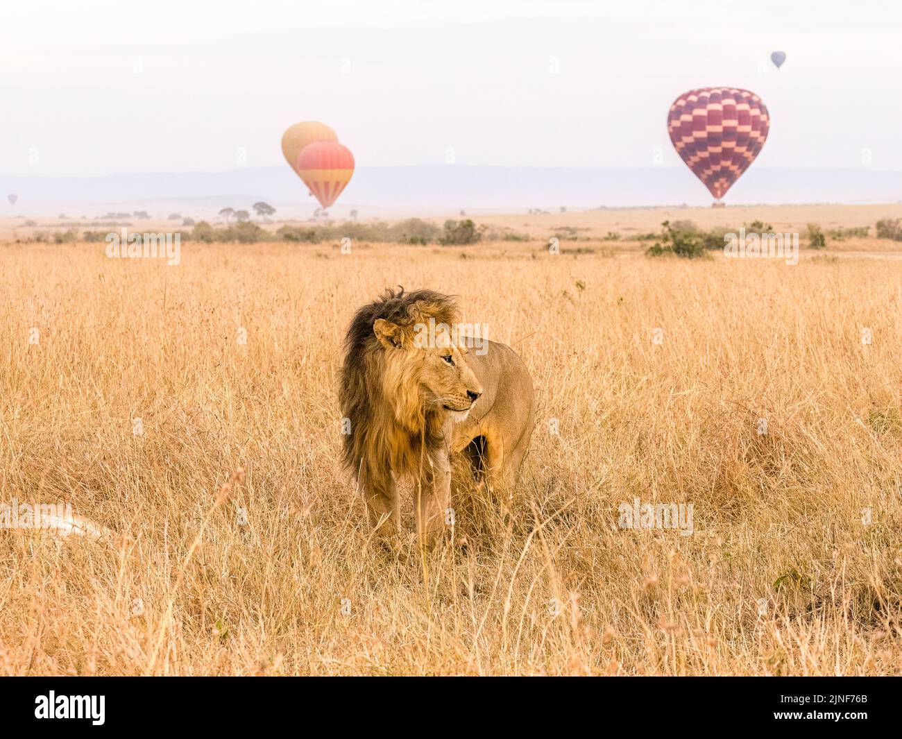 Lion on the grasslands of the Maasai Mara in Kenya, East Africa Stock