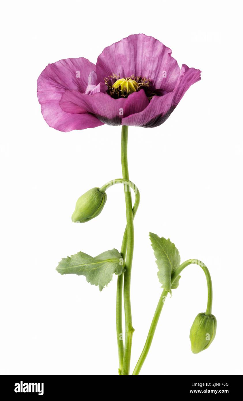 Purple Poppy [ Papaver ] isolated on white background Stock Photo