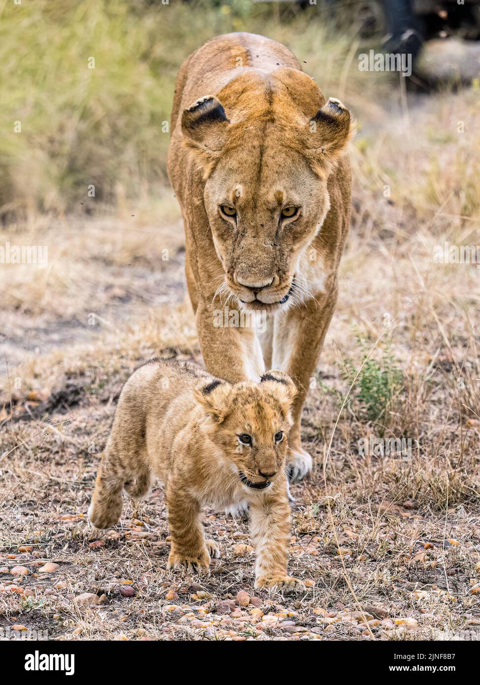 Lion in maasai mara africa hi-res stock photography and images - Alamy
