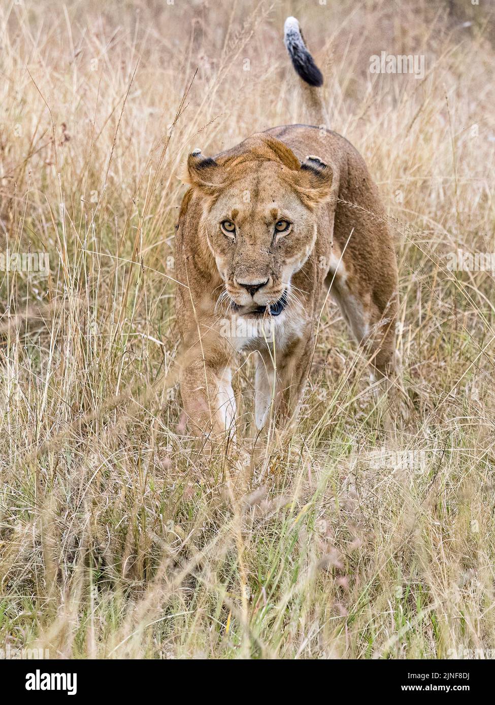 Lion On The Grasslands Of The Maasai Mara In Kenya East Africa Stock 