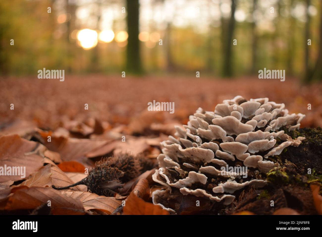 The Fungus on a rotting tree stump with dry autumn leaves on the ground Stock Photo