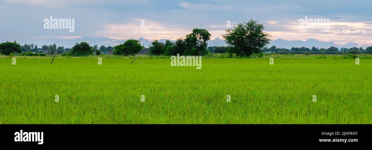 Rice field in central Thailand, paddy field of rice during rain monsoon