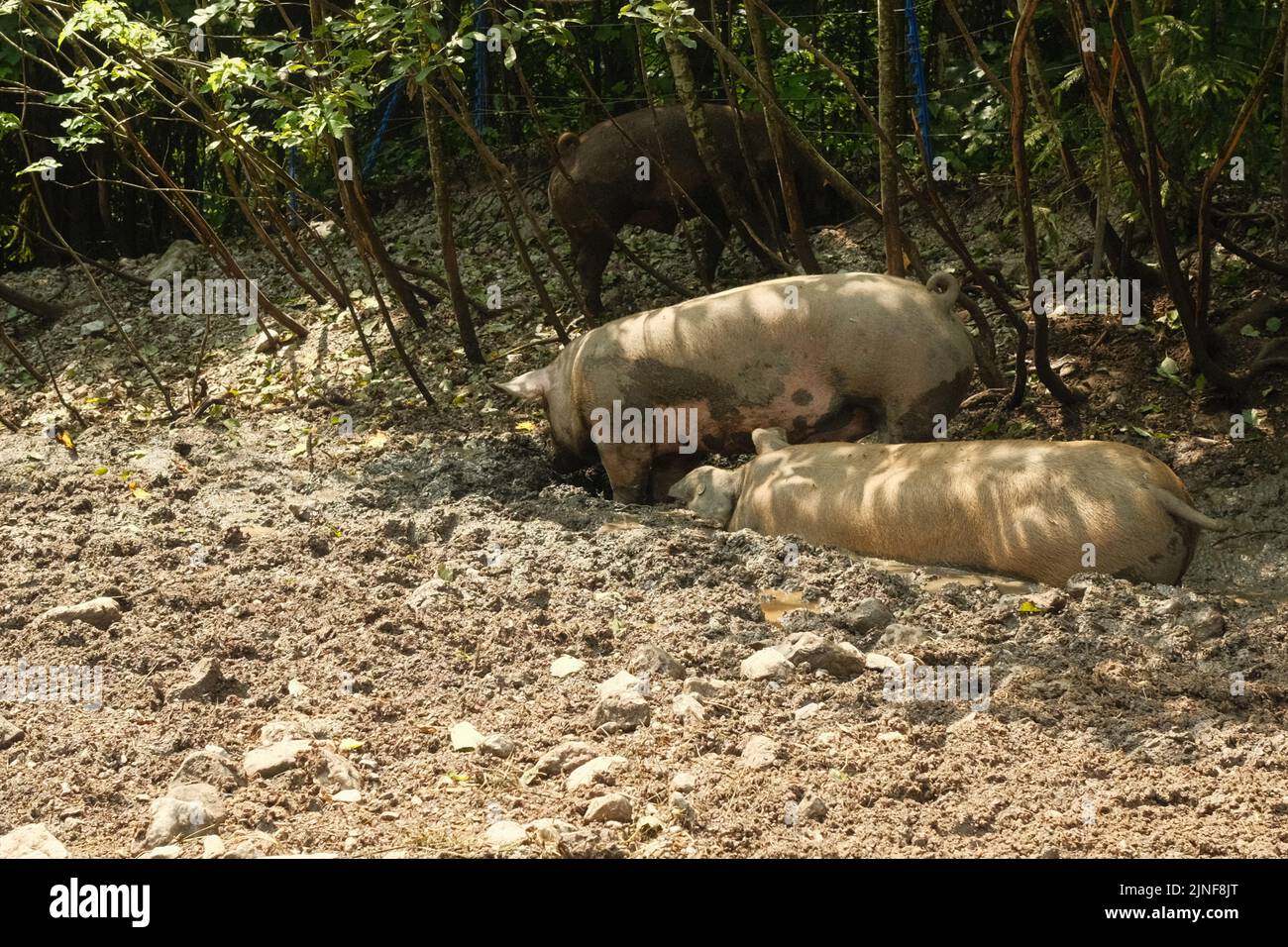 Pigs wallowing in mud hi-res stock photography and images - Alamy