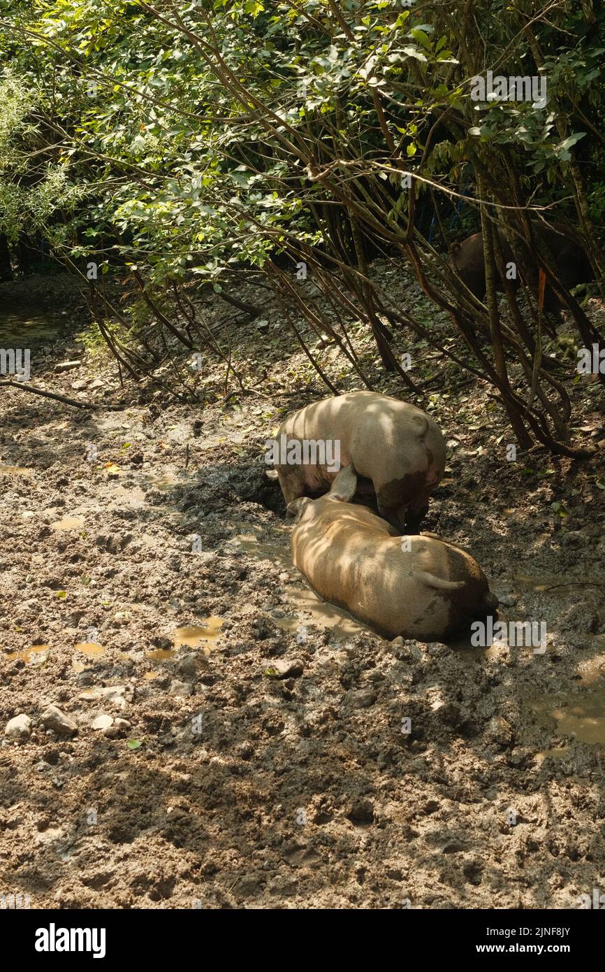 Pigs wallowing in mud hi-res stock photography and images - Alamy