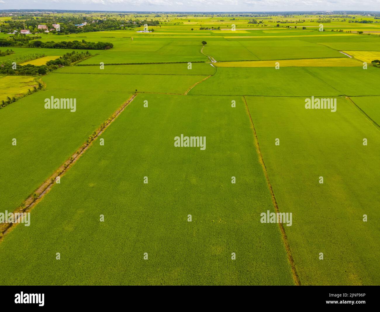 Rice field in central Thailand, paddy field of rice during rain monsoon