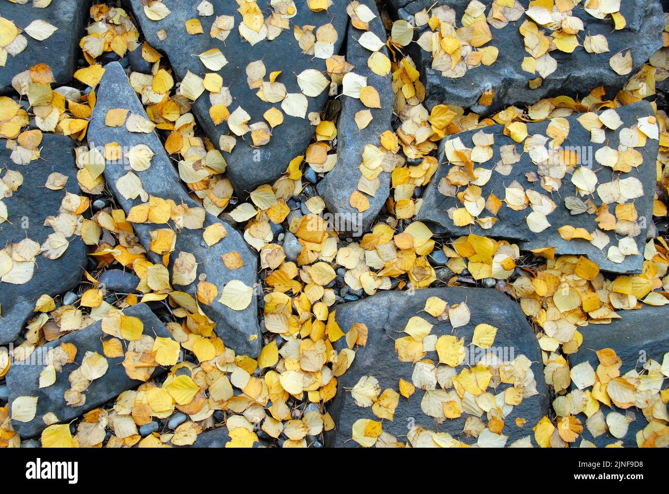 Fallen silver birch (Betula pendula) autumn leaves on the ground. Stock Photo