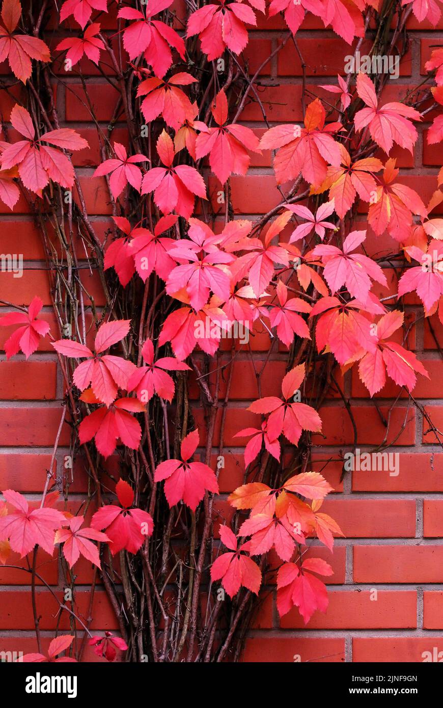 False Virginia creeper Parthenocissus inserta foliage in vibrant autumn colors. Stock Photo