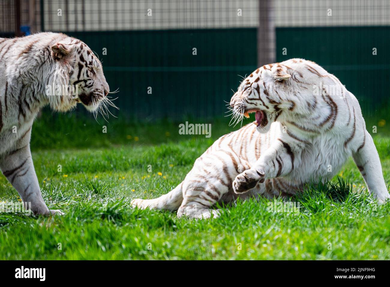 A closeup of white and black tigers looking each other and roaring Stock Photo