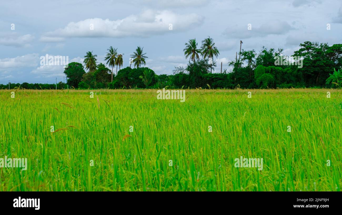 Rice field in central Thailand, paddy field of rice during rain monsoon