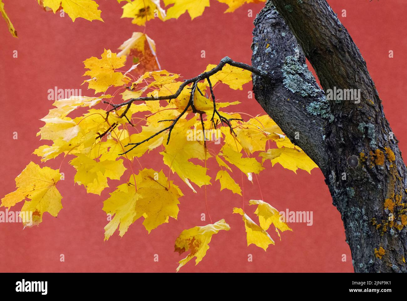 Maple tree leaves (Acer platanoides) in vibrant autumn colors. Ornamental tree against defocused red wall of a building. Stock Photo