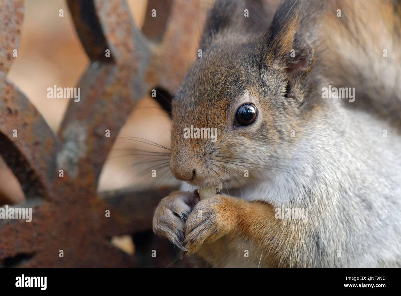 Red squirrel (Sciurus vulgaris) eating a peanut Stock Photo