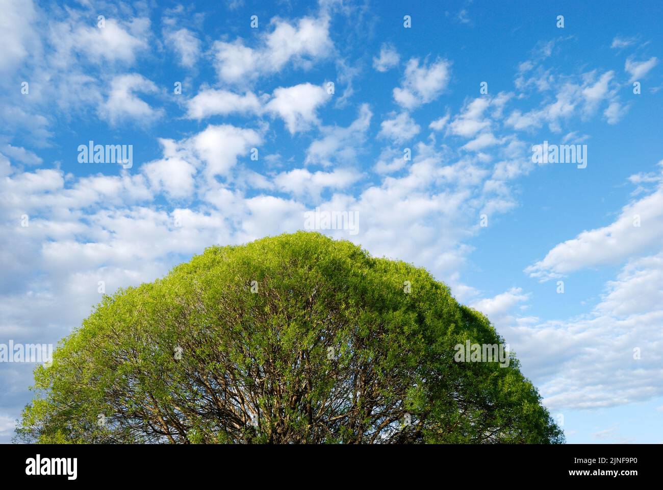 Crack willow (Salix fragilis) treetop with lush foliage against summer sky. Stock Photo