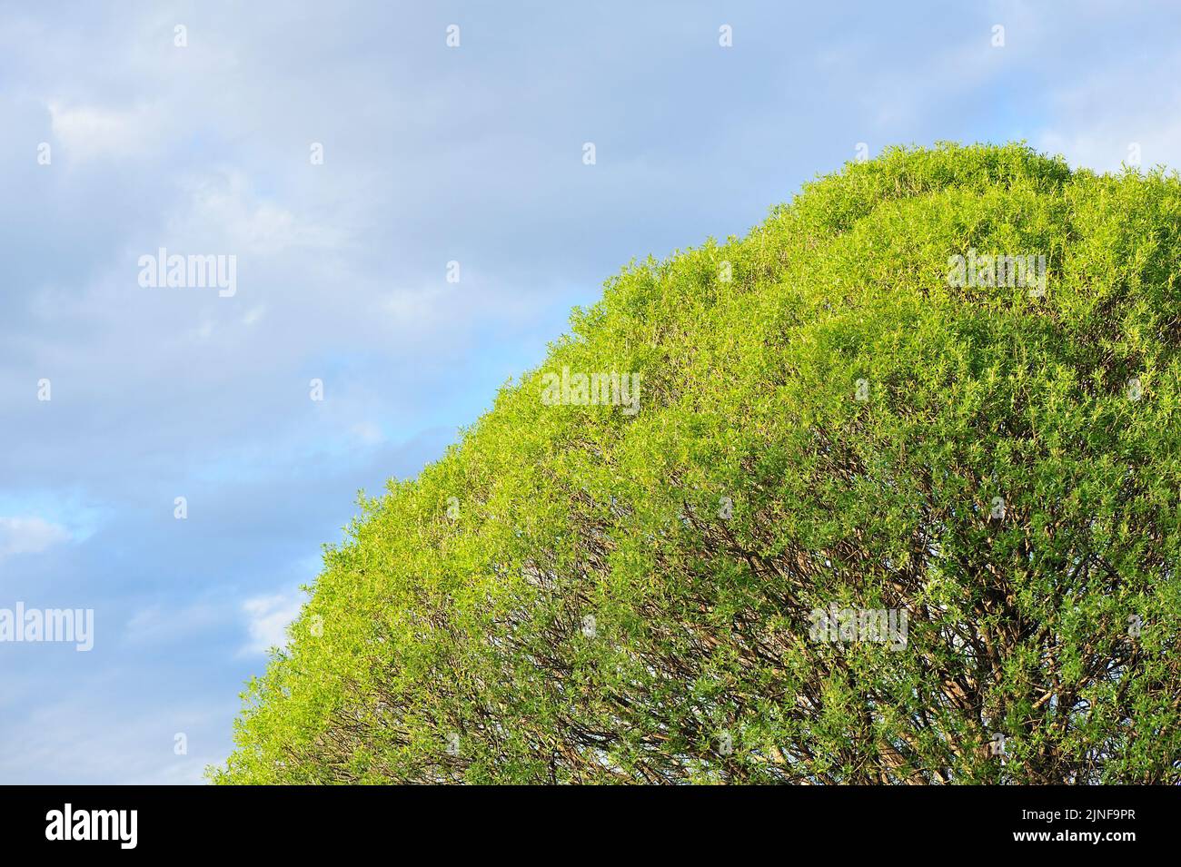 Crack willow (Salix fragilis) treetop with lush foliage against summer sky. Stock Photo
