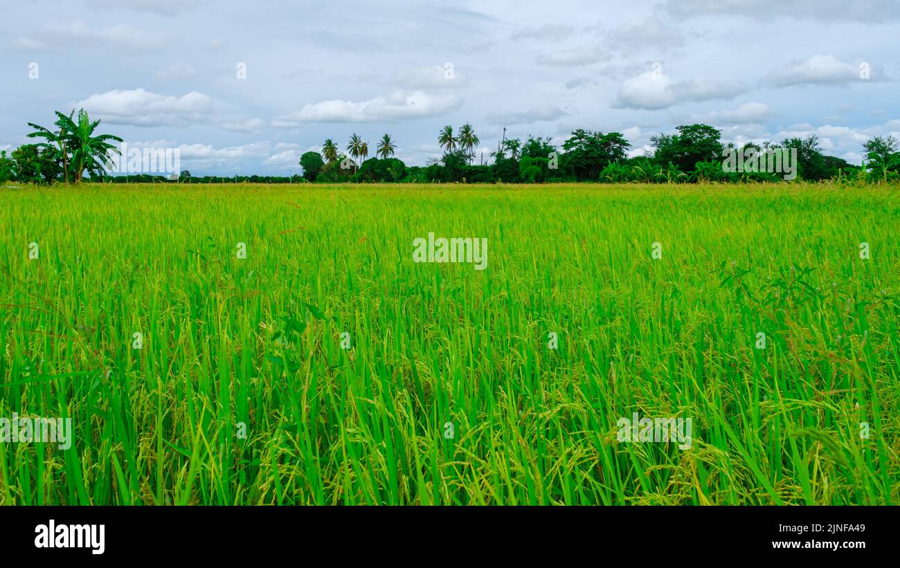 Rice field in central Thailand, paddy field of rice during rain monsoon
