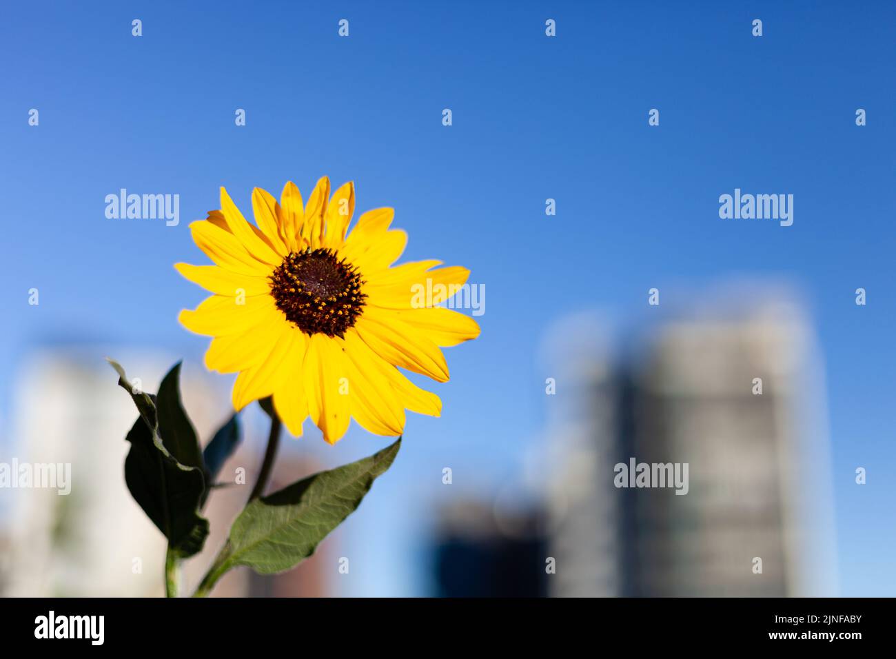 Sunflower photograph, captured on a Southern Hemisphere winter morning