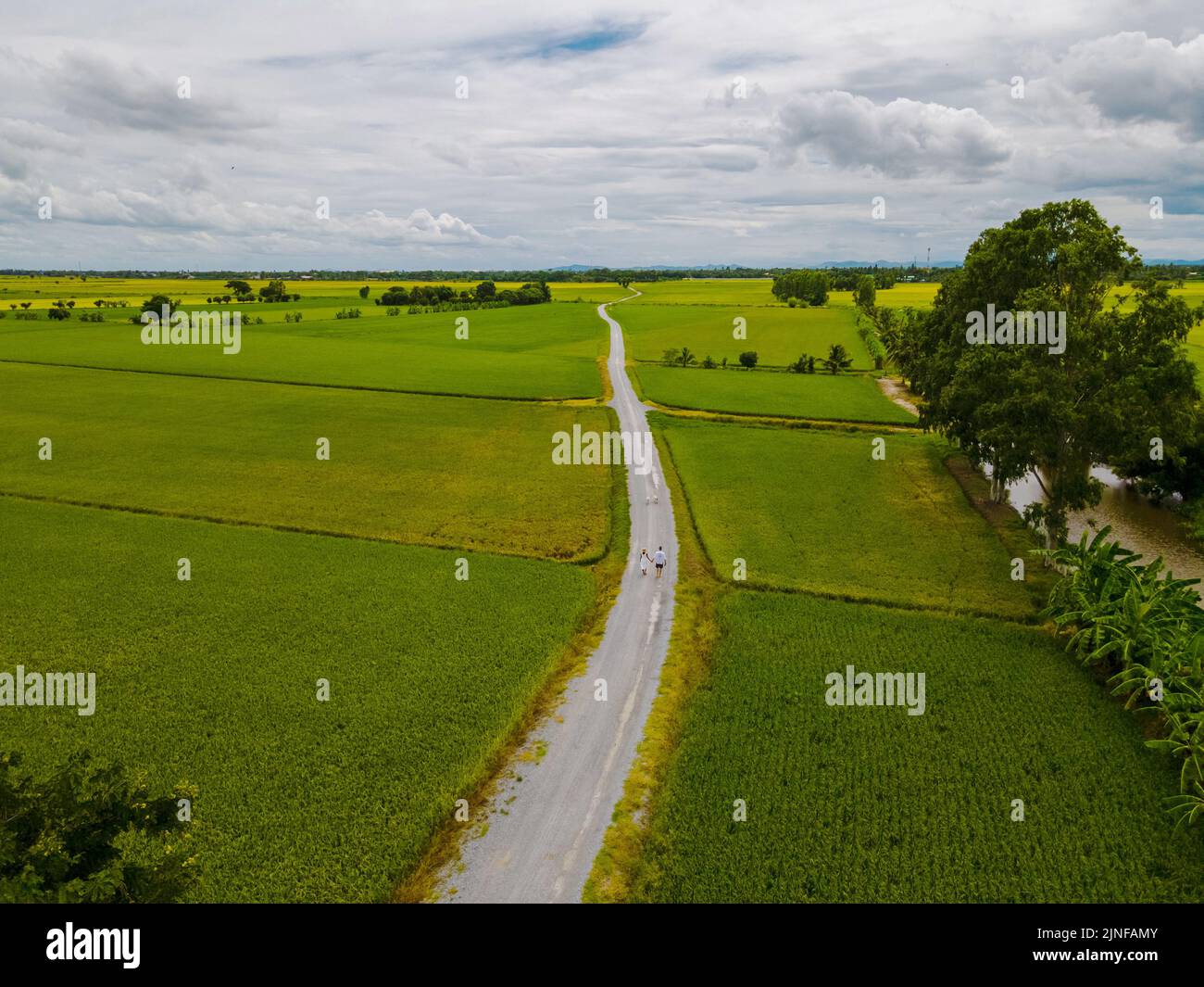 Drone aerial view of green paddy rice field in Thailand, men and woman ...