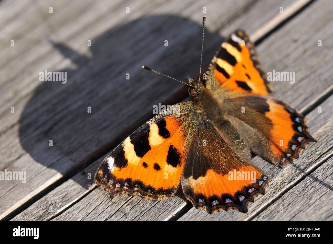 Small tortoiseshell butterfly, Aglais urticae, sunbathing on wooden planks. Stock Photo