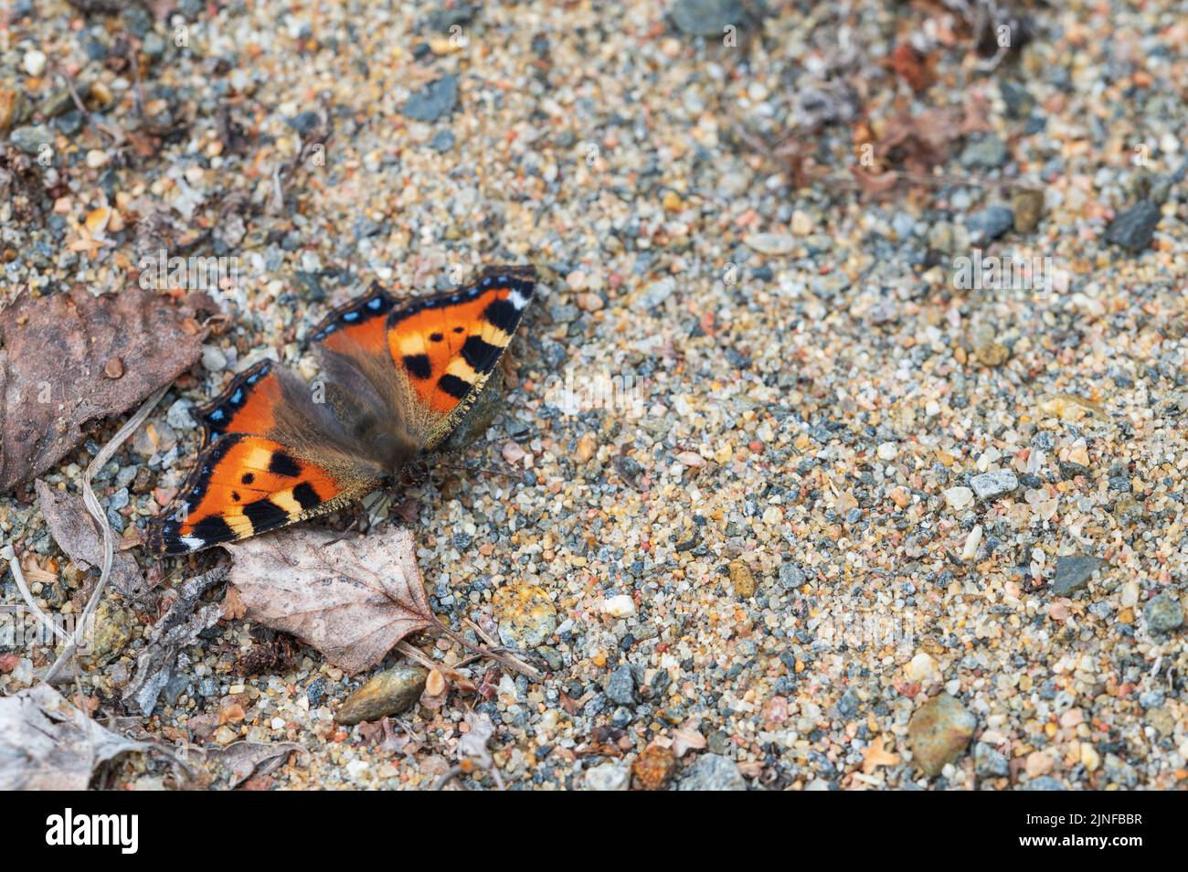 Small tortoiseshell butterfly, Aglais urticae, resting on sandy surface Stock Photo