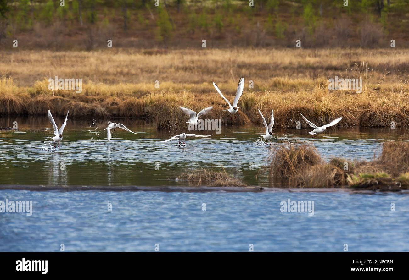 Seven gulls take off from the water on the lake, against the background of old yellow grass and tussocks. Stock Photo