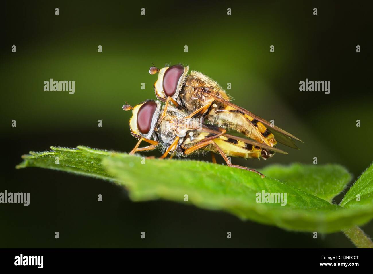 Two hoverfly flies are mating on a green leaf. Macro photography. Stock Photo