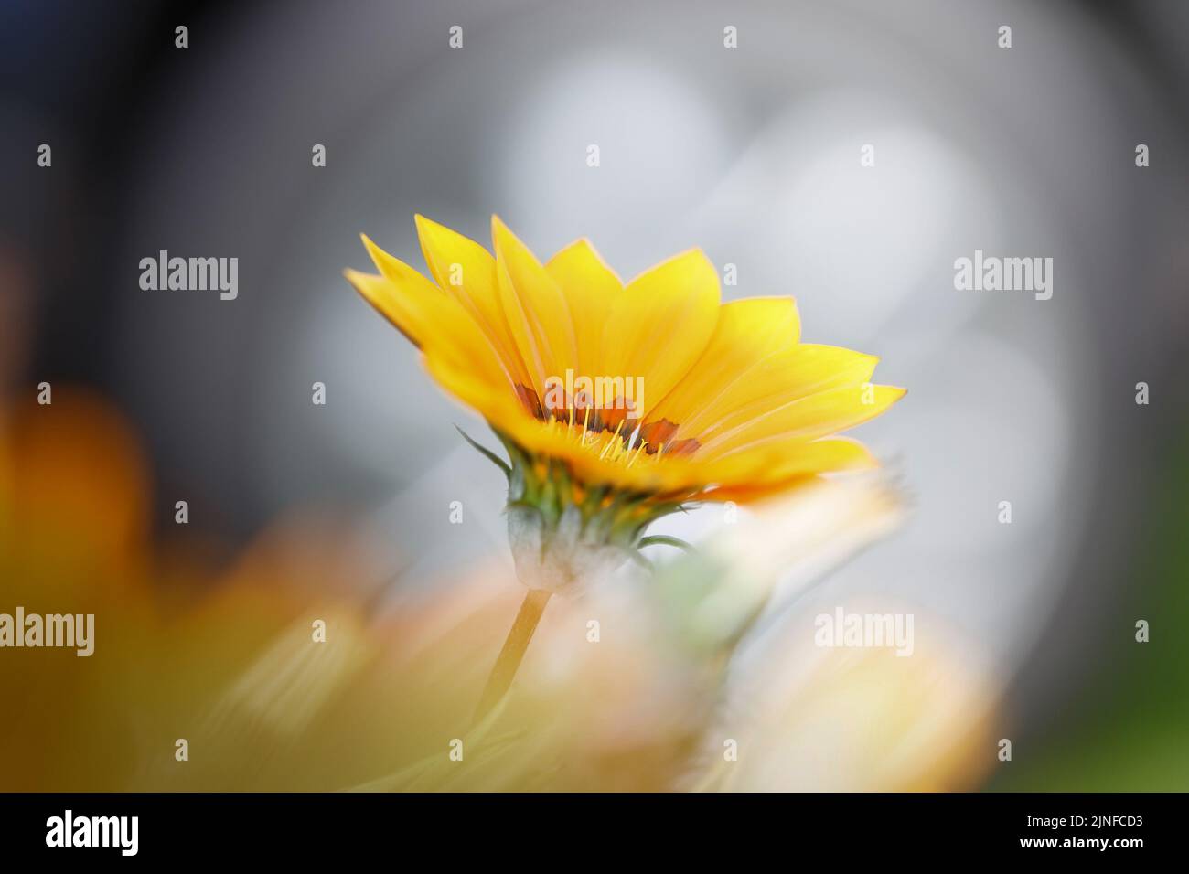 Yellow elegant flower on a light blurred background. Stock Photo