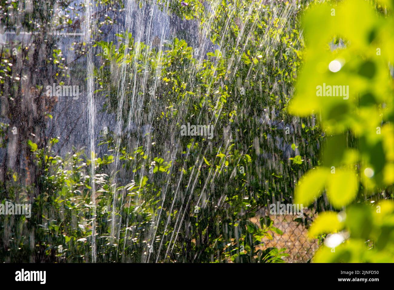 Garden irrigation: Watering a garden with a sprinkler system Stock Photo