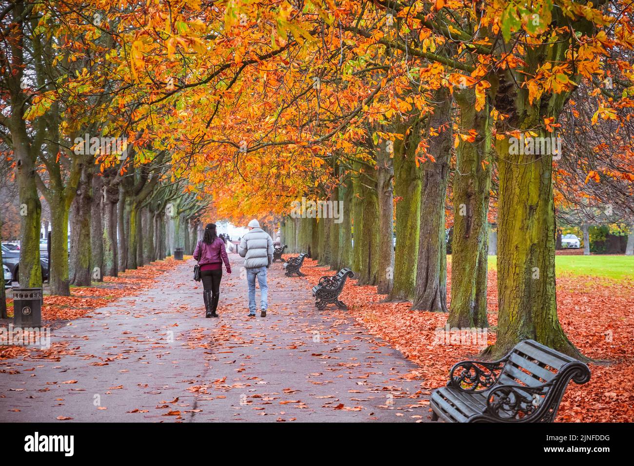 London, UK - November 3, 2021 - couple walking on a treelined path in Greenwich park during autumn season Stock Photo