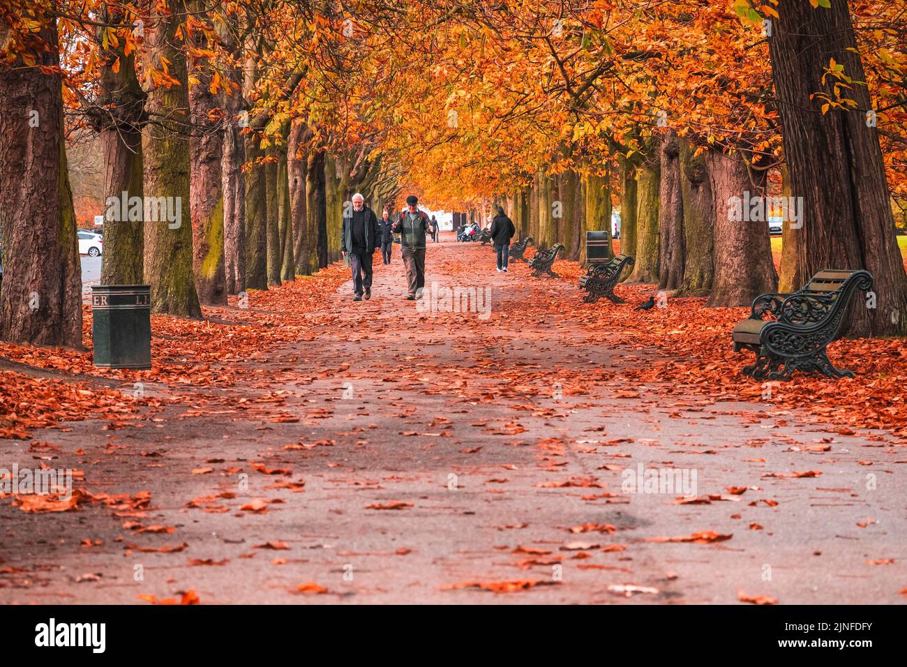 London, UK - November 3, 2021- Male seniors walking on a treelined path in Greenwich park during autumn season Stock Photo