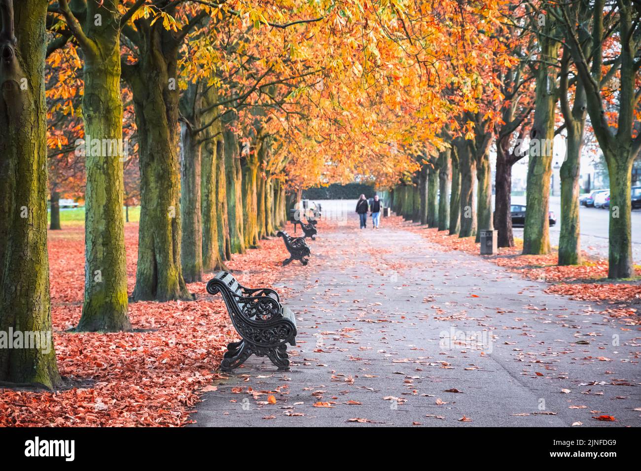 Seasonal landscape, autumn scene in Greenwich park, London Stock Photo