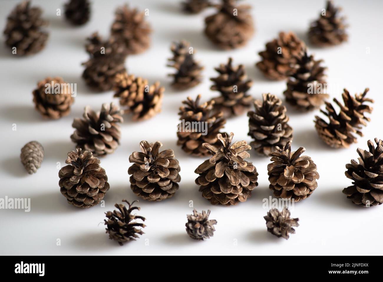 christmas minimalistic concept still life of pine cones on a white background. Stock Photo