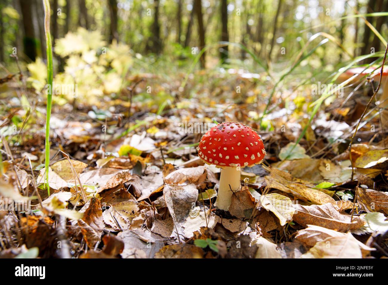 Amanita poisonous mushroom. A hallucinogen. Stock Photo