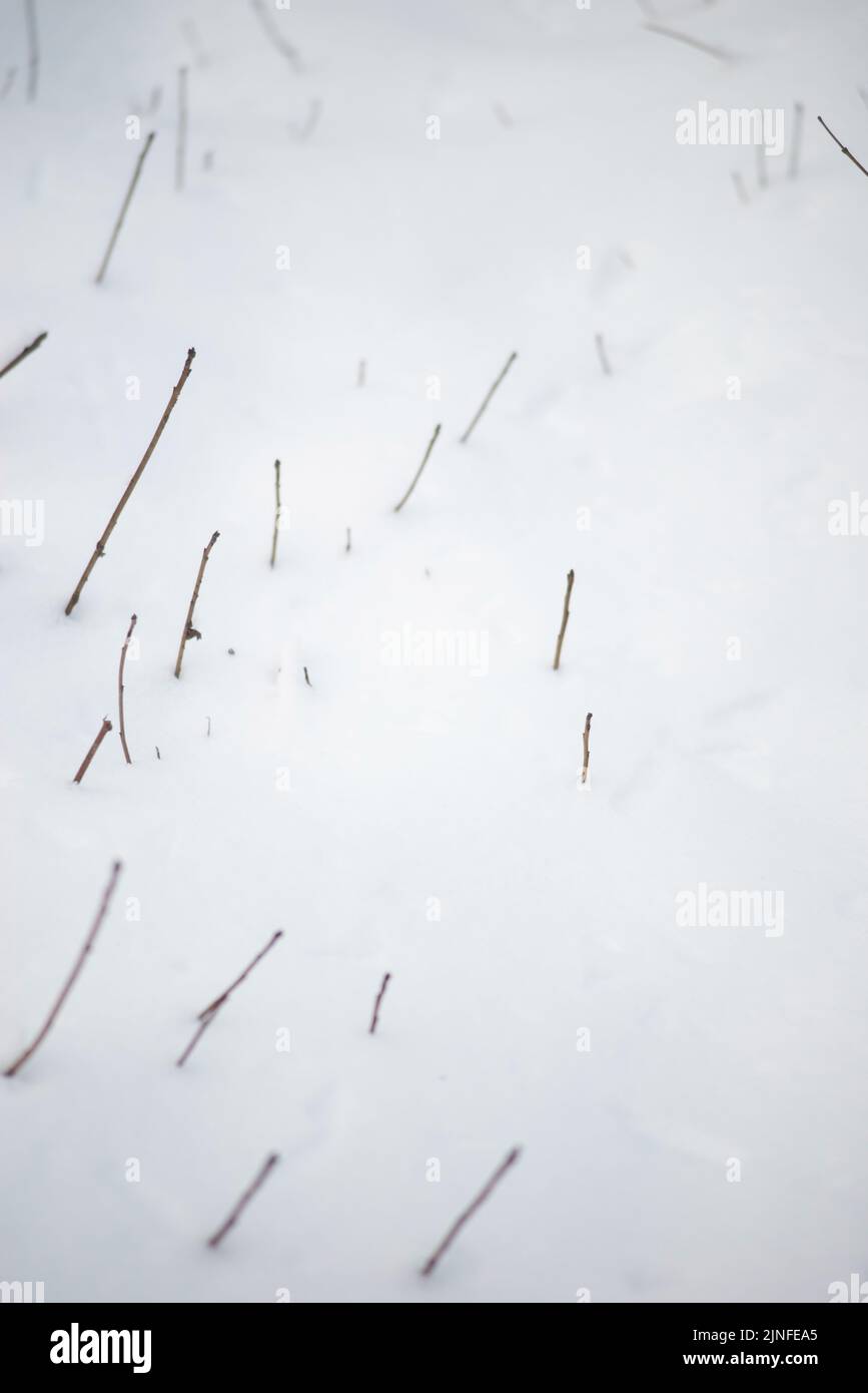 winter background minimalism nature. Branches from under the snow. Stock Photo