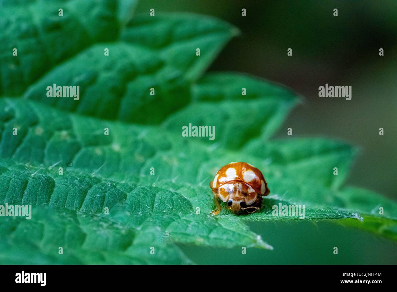 A closeup shot of a small ladybird beetle perched on a green leaf surface in daylight Stock Photo