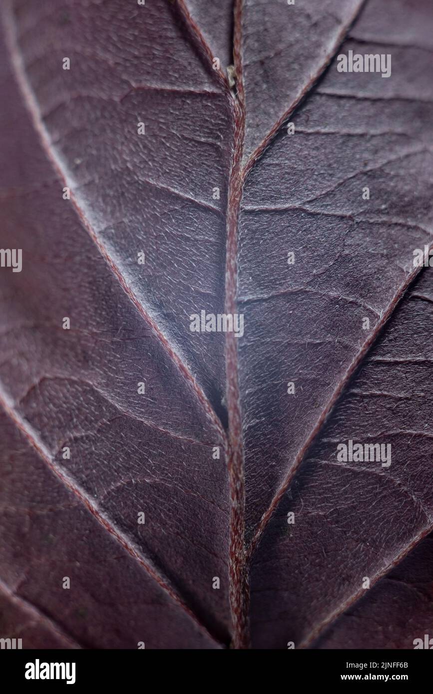 macro details the texture of a dark brown leaf. Stock Photo