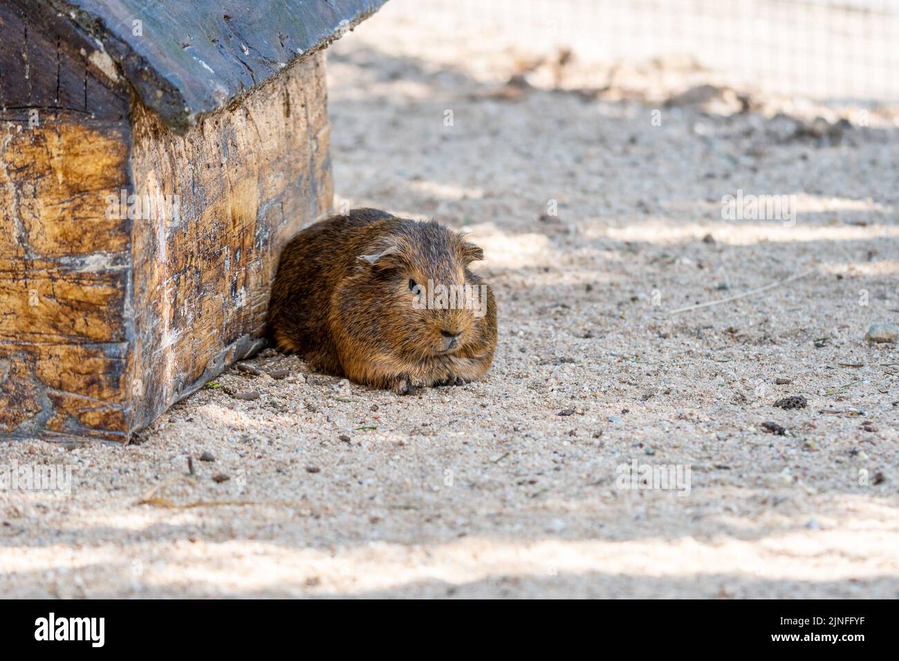 Guinea pig (latin name Cavia aperea f. porcellus) is resting near small house. Stock Photo