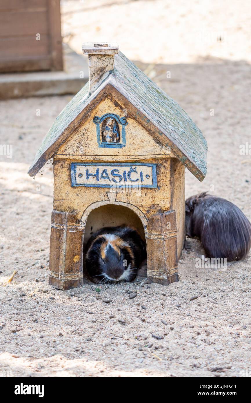 Guinea pig (latin name Cavia aperea f. porcellus) is resting near small house. Translation of the HASICI title is FIREFIGHTERS. Stock Photo