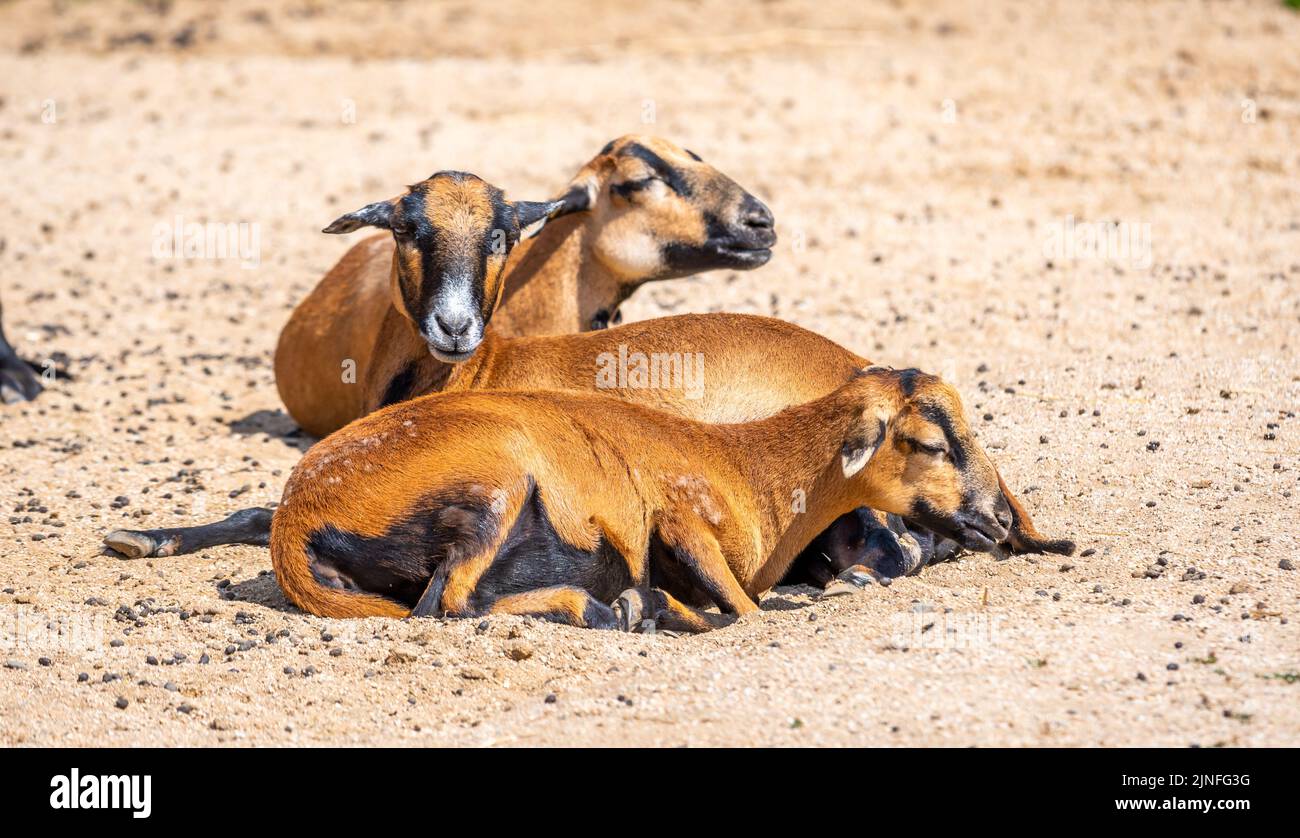 Group of cameroun sheeps (latin name Ovis aries aries) is resting at the ground. Stock Photo