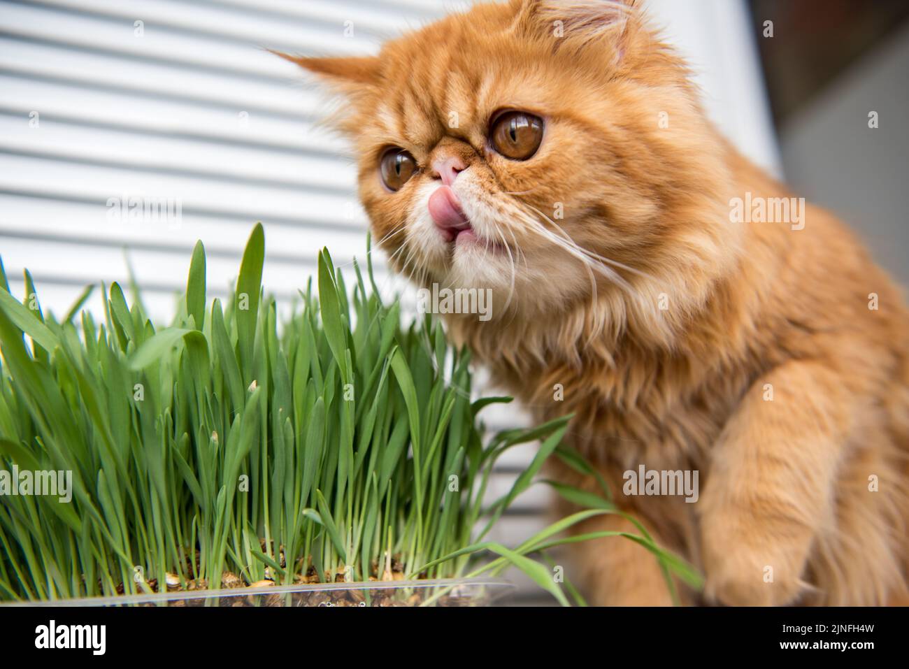 Cat is eating fresh green grass. Cat grass, pet grass. Natural hairball