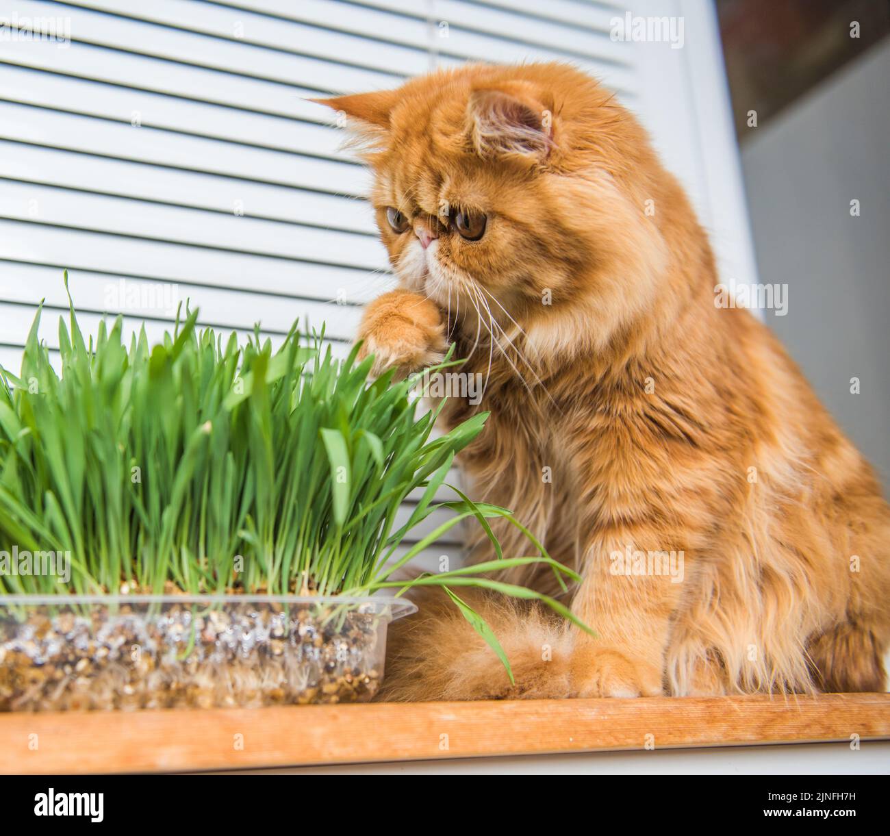 Cat is eating fresh green grass. Cat grass, pet grass. Natural hairball